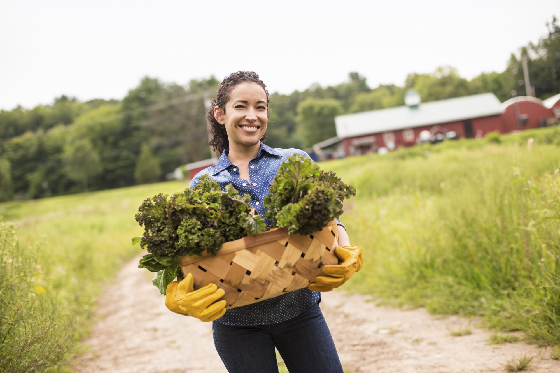 Gills Farm,USA,Working on an organic farm. A woman holding a basket full of fresh green vegetables, freshly picked.